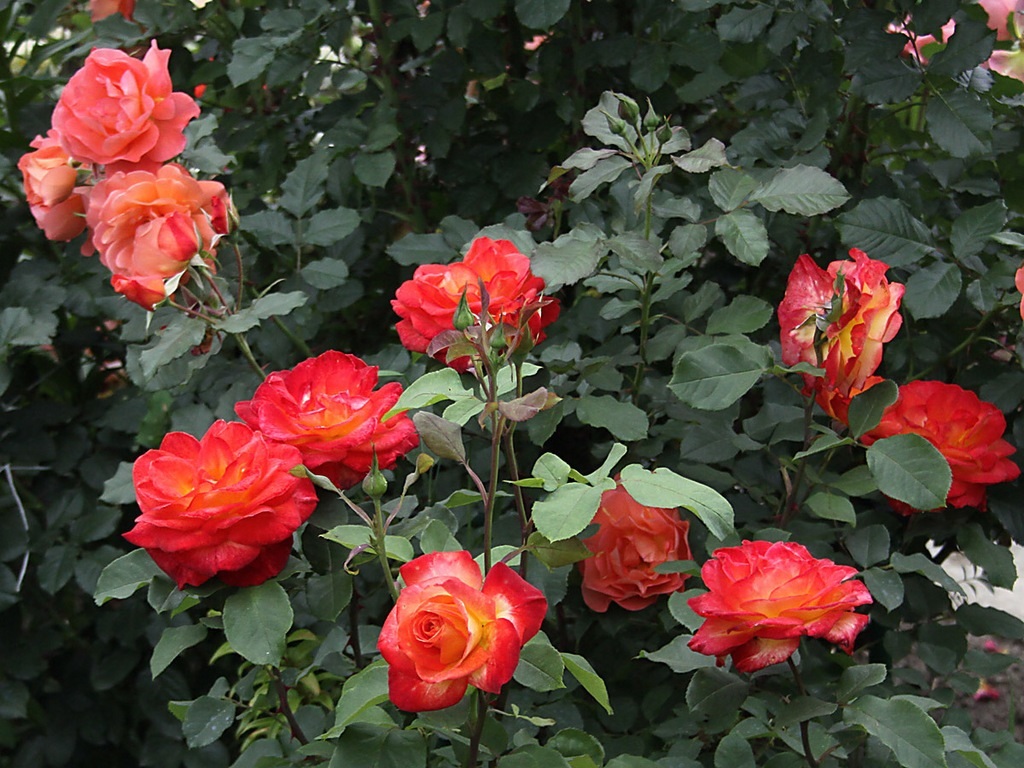 Flores de rosa floribunda brilhante