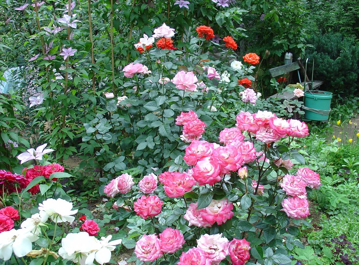Diferentes tons de rosas em um canteiro de flores