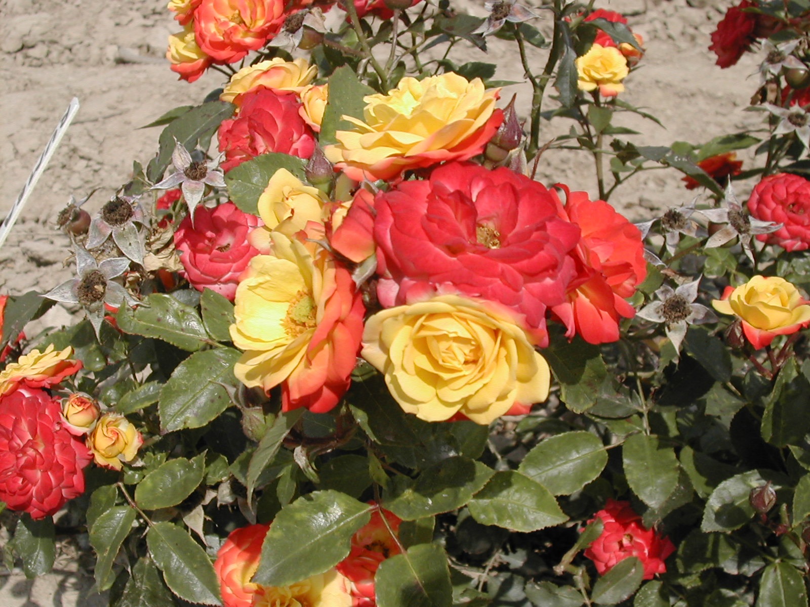Florescimento variegado de rosas