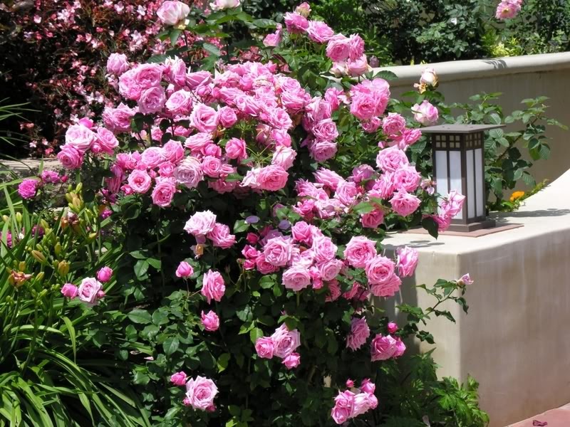 Rosas cor de rosa