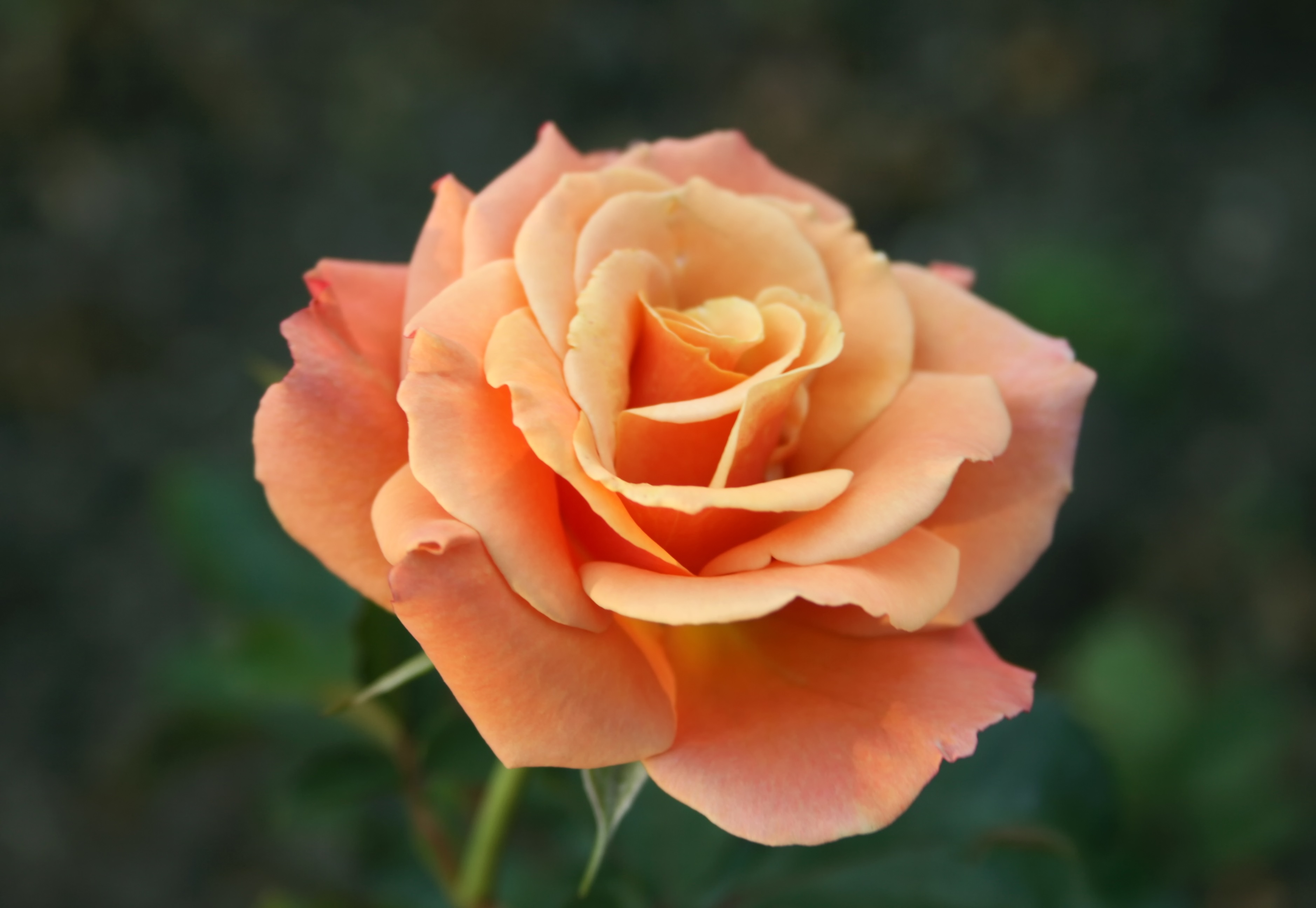 Flor rosa delicada