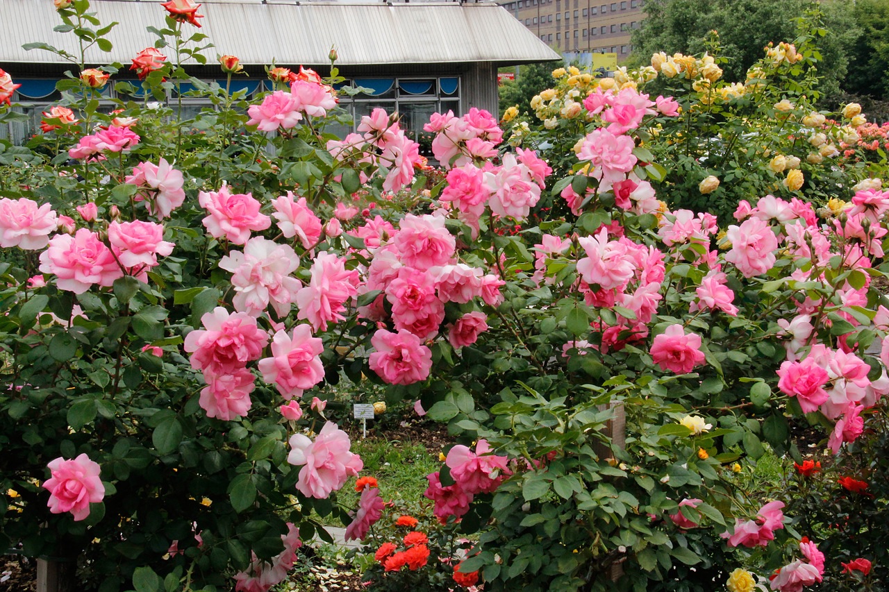 Rosas deslumbrantes
