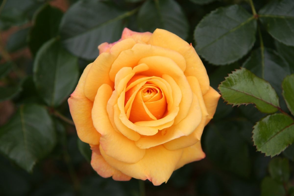 Rosa amarela brilhante