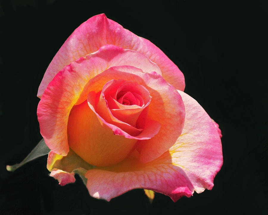 Combinação de cores em uma flor