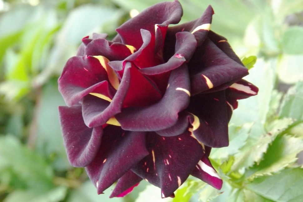 Rosa deslumbrante