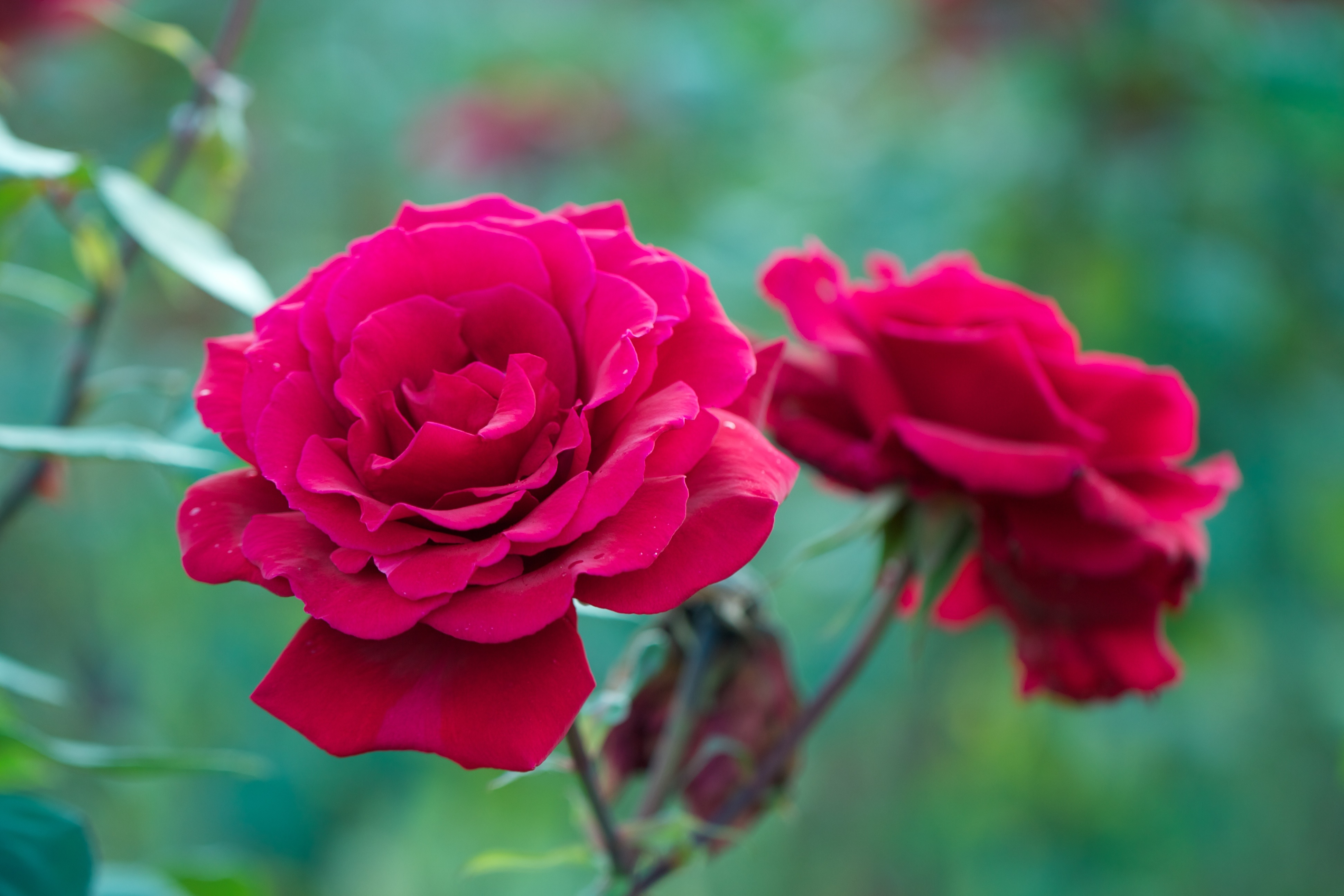 Rosas floribunda vermelho sangue
