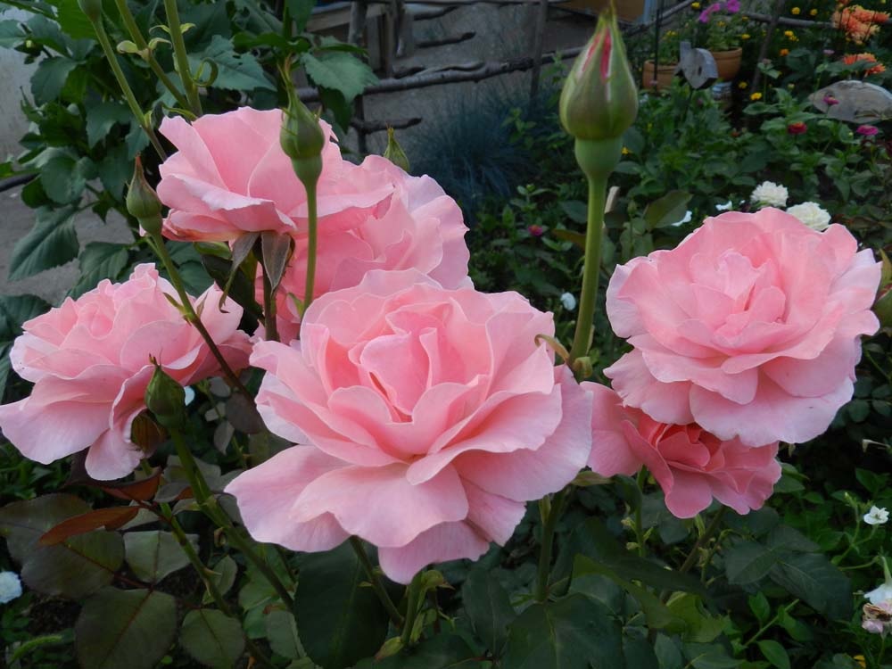 Pétalas de rosa delicadas