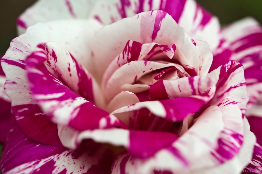 Uma combinação variada de tons em pétalas de rosa