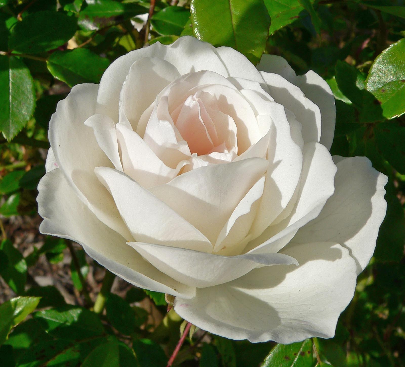Rosa branca delicada
