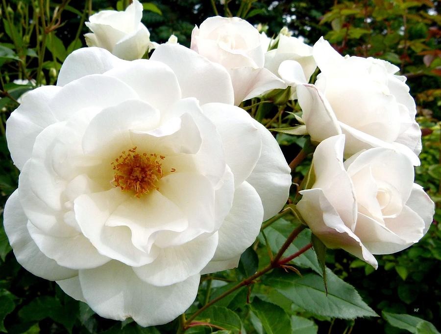 Rosa branca de abertura