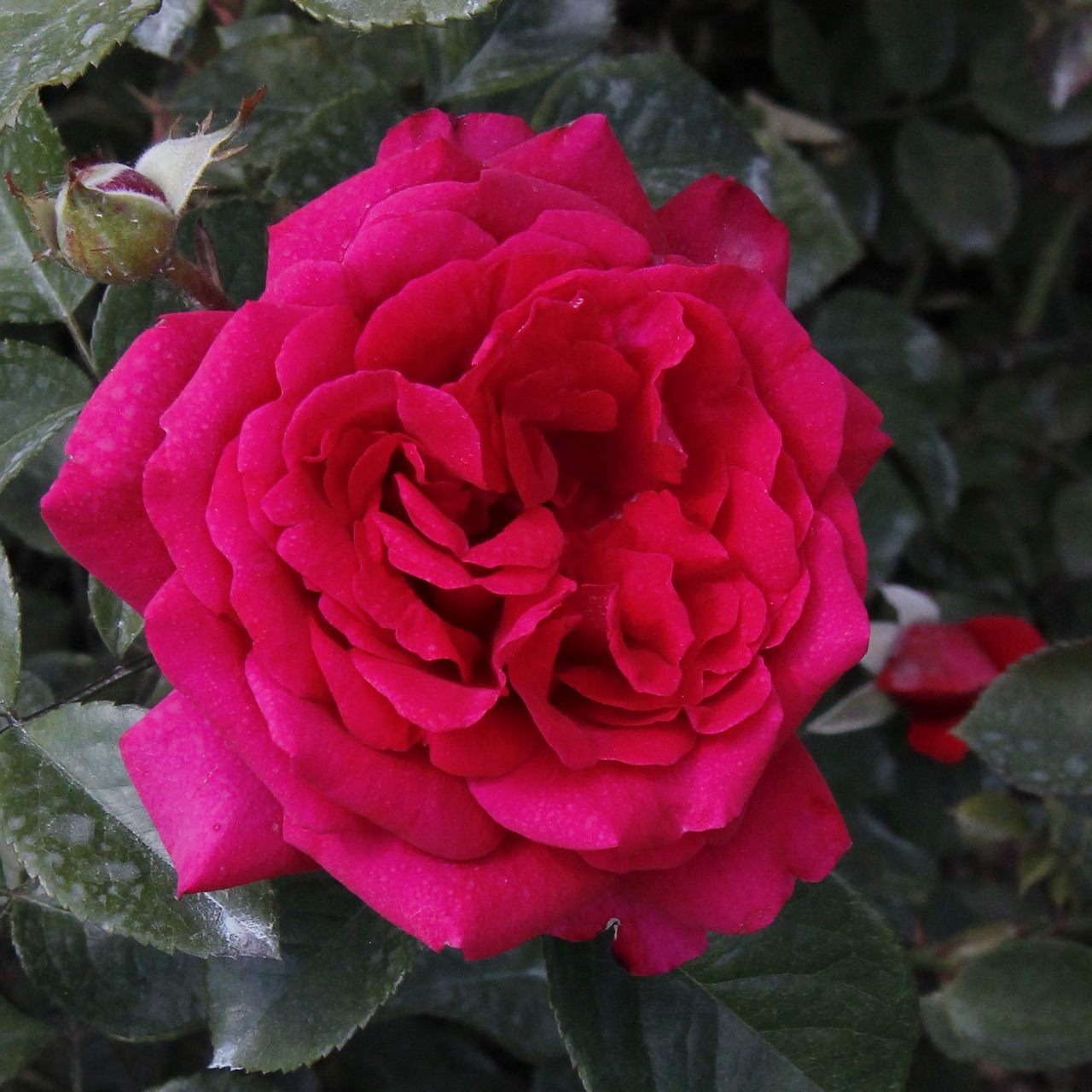Flor rosa em forma de bola