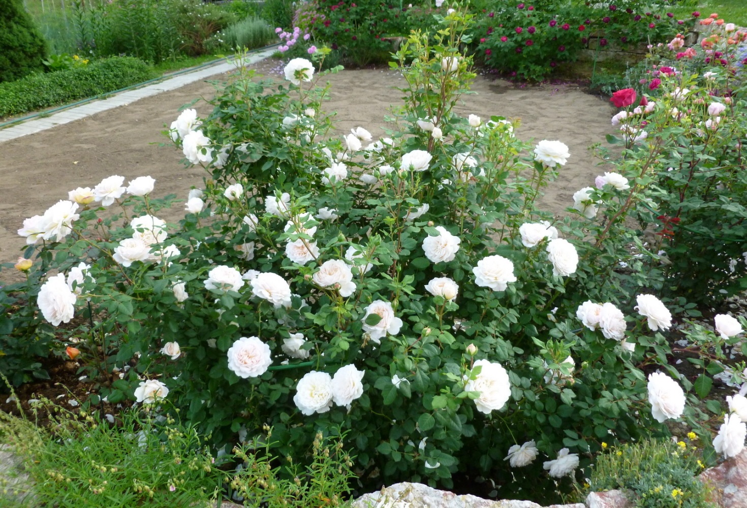 Inflorescências brancas de floribunda rosa