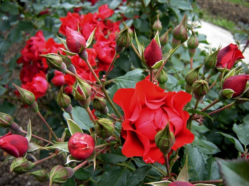 Flores frescas em roseiras