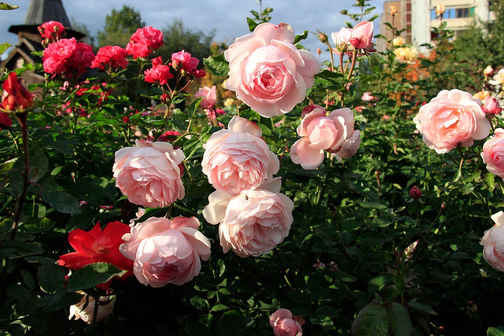 Grandes flores de rosas