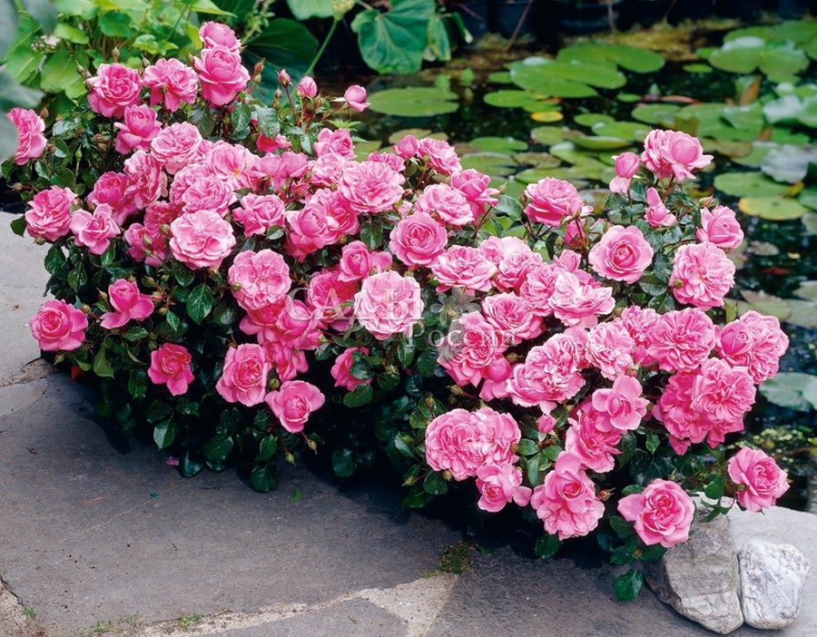 Floribunda Rosa Fronteira