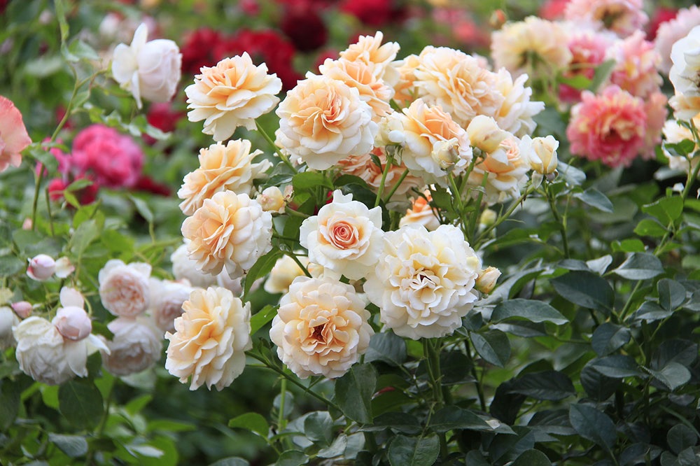 Buquê de rosas exuberantes