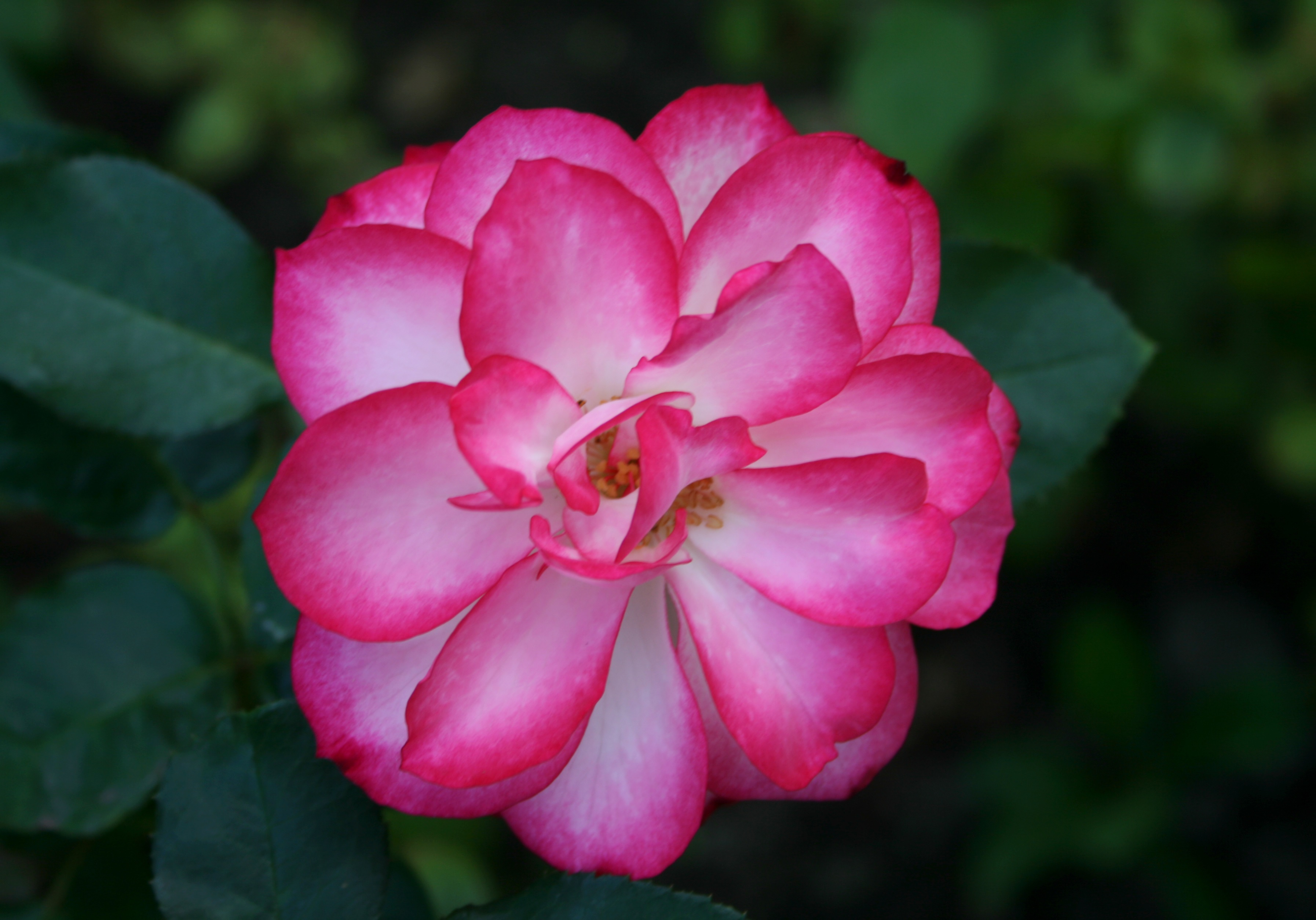 Pétalas de rosa brancas e rosa