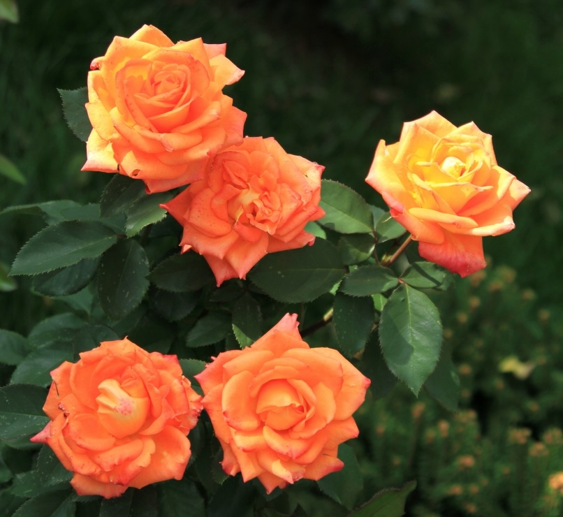 rosas floribunda laranja brilhante