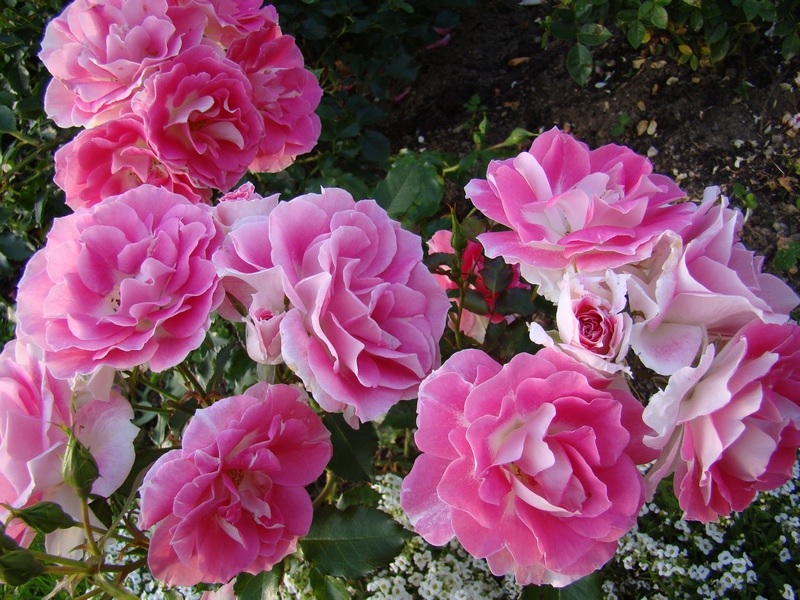 Floribunda rosa na cor rosa