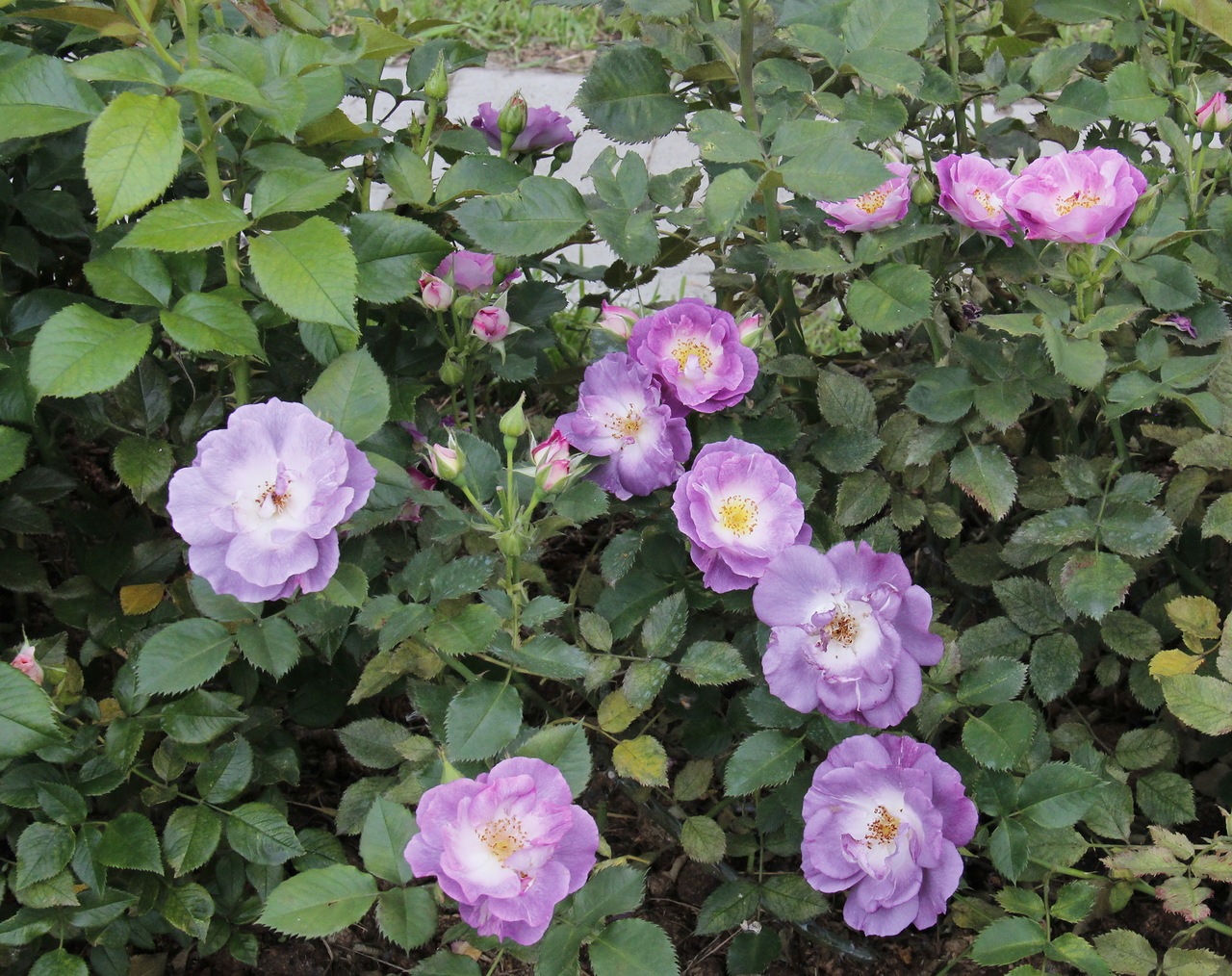 Floribunda rosas lilás