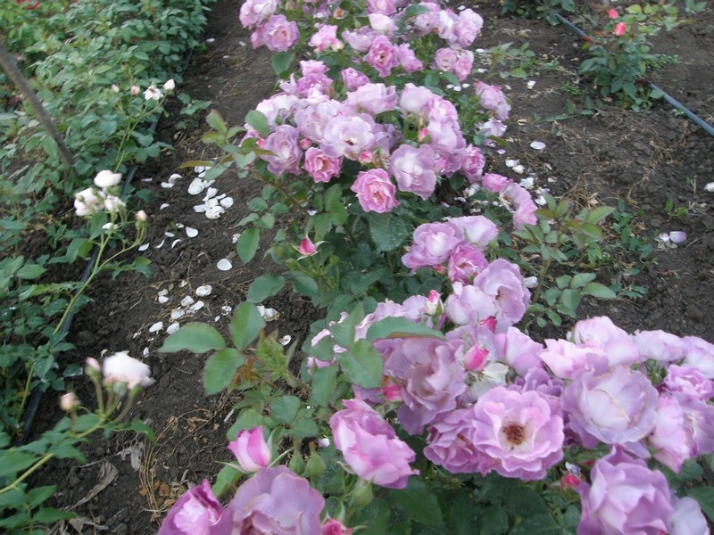Arbustos de rosas lilases