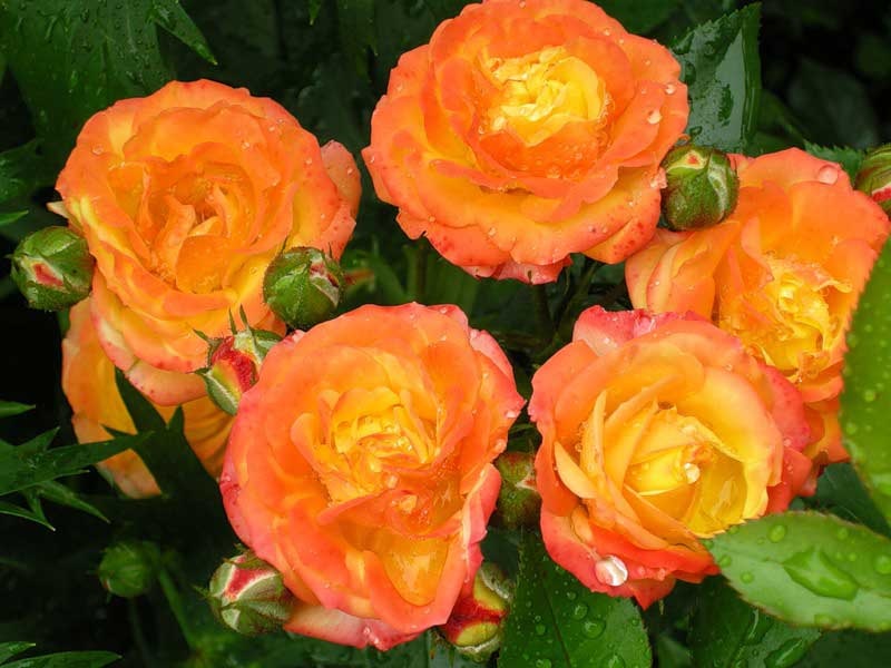 Rosas laranjas floribunda