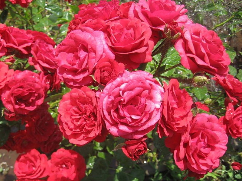 Flor exuberante de rosas vermelhas