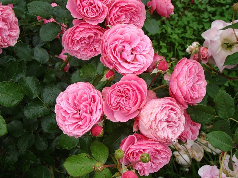 Buquê de rosas cor de rosa