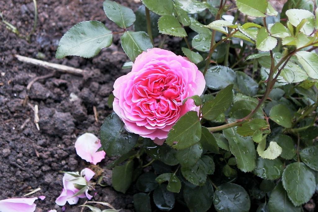 Flor de rosa floribunda na folhagem