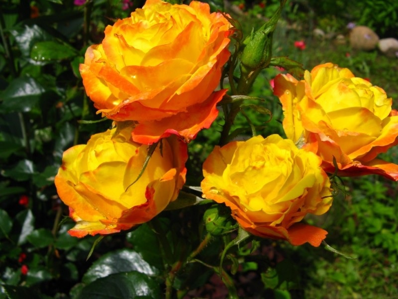 Flores rosa amarelo-alaranjado