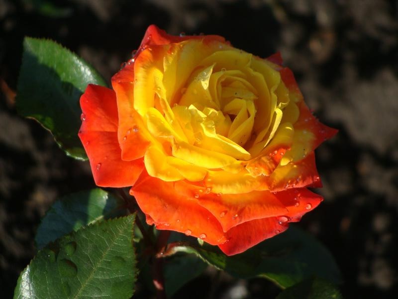 A combinação de amarelo e laranja em uma flor