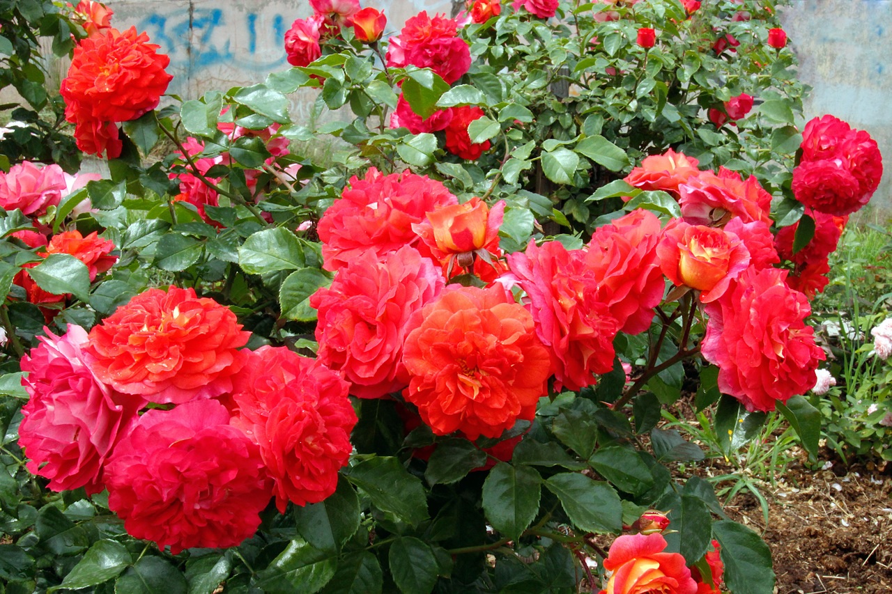Flores rosa escarlate brilhante