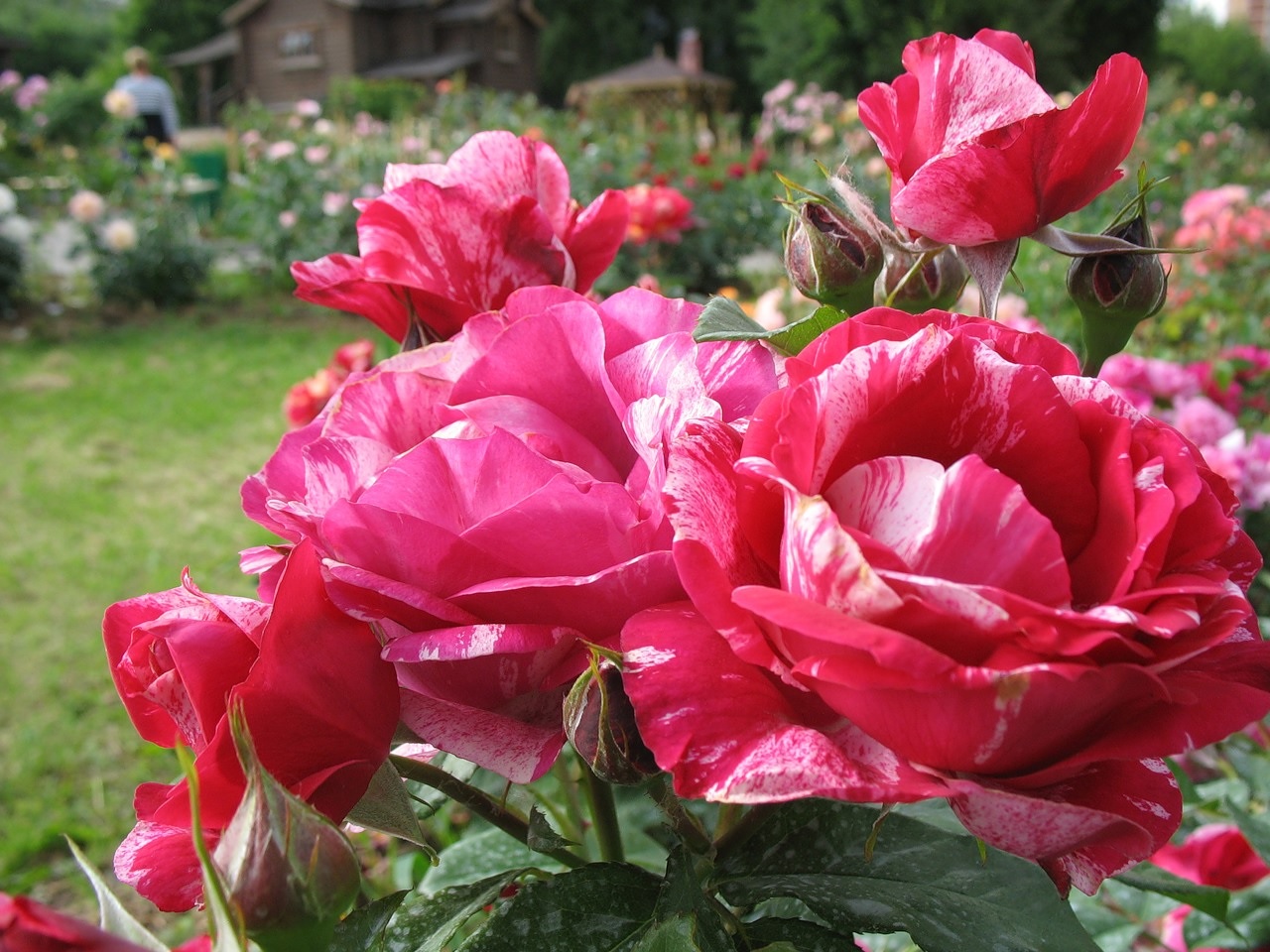 Combinação variegada em pétalas de rosa
