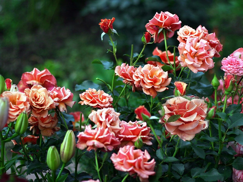 Lindos tons de rosas