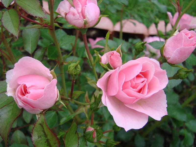 Botões de rosa floribunda em plena floração