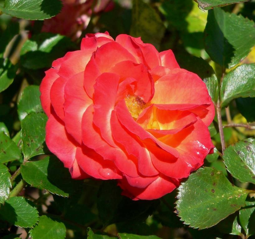 Linhas fluidas de pétalas de rosa