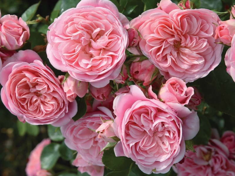 Flores rosas exuberantes
