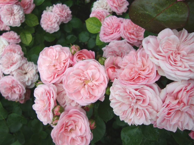 Flor de rosa rica