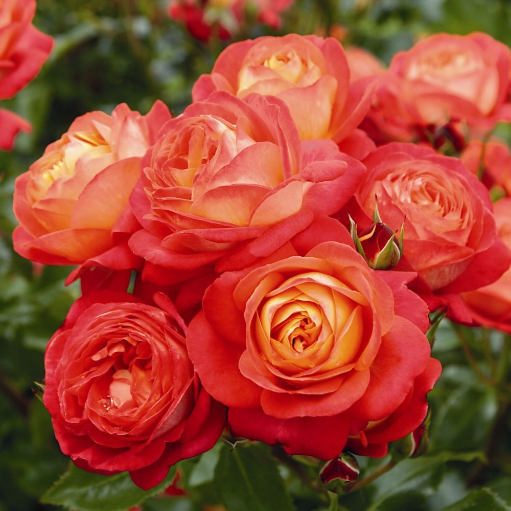 Cor incomum de rosas