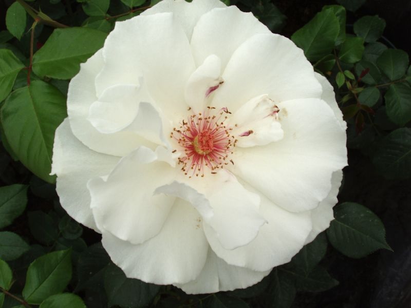 Rosa branca em flor