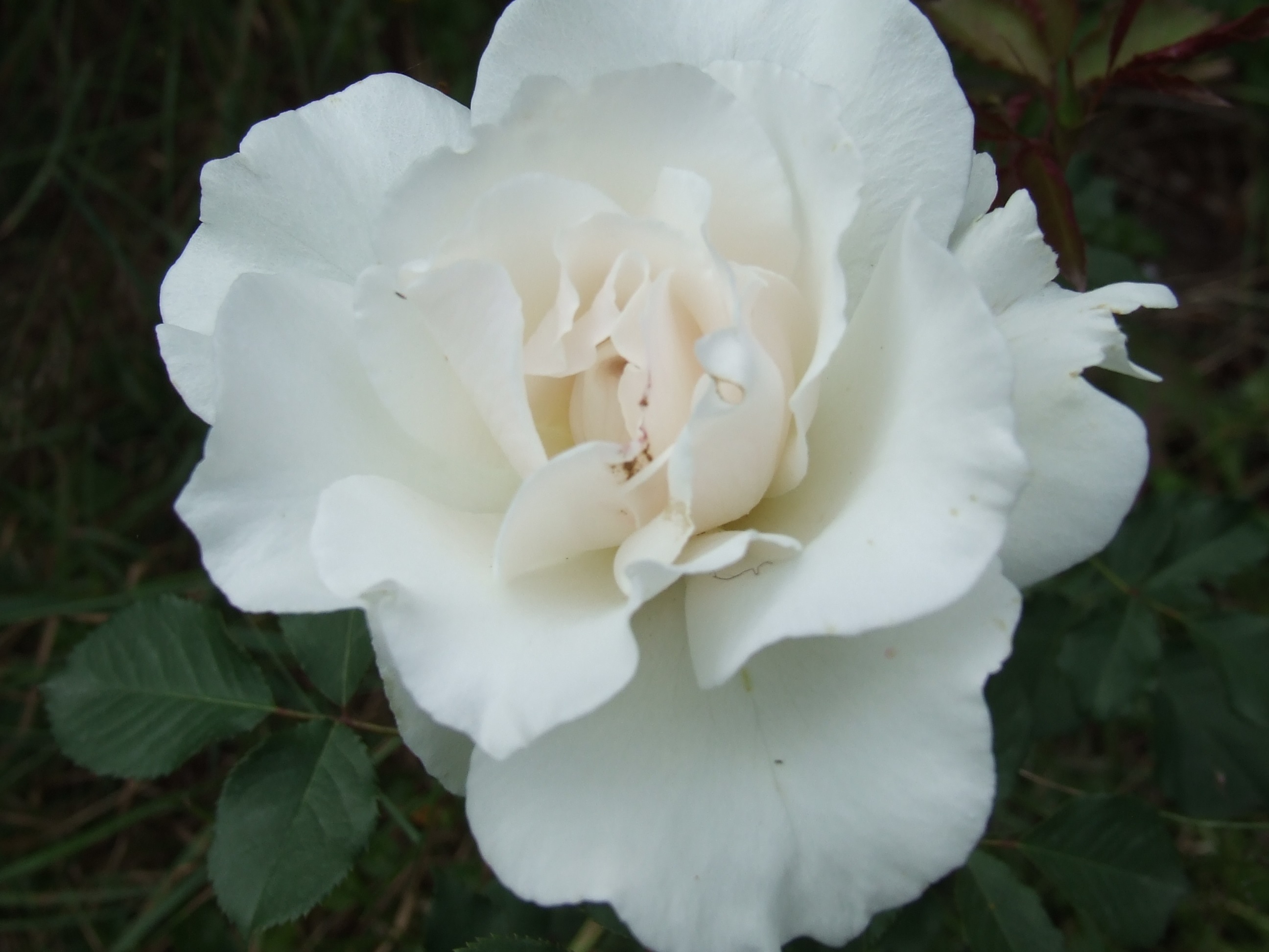 Pétalas brancas de uma rosa graciosa