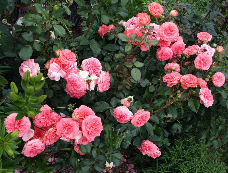 Roseiras de uma rosa exuberante