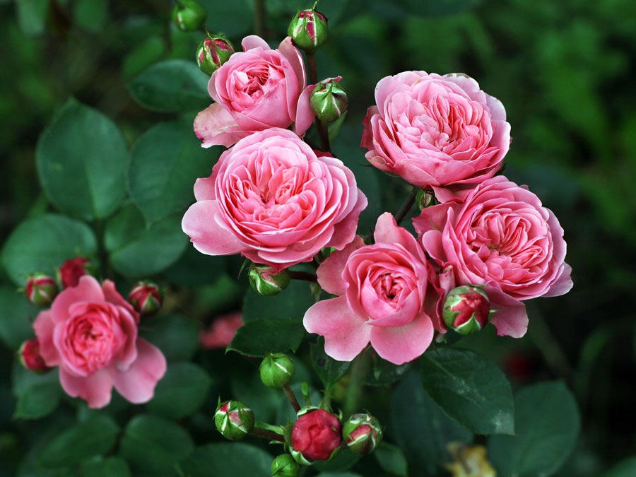 Flores delicadas de rosa rosa