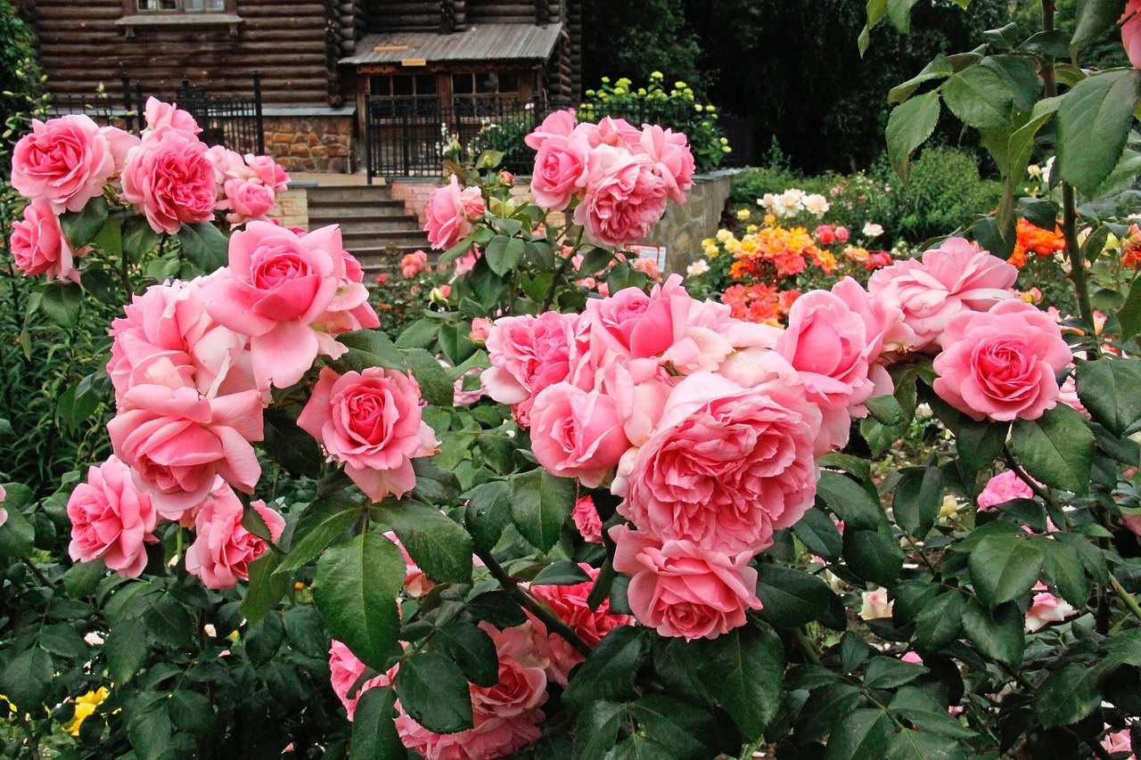 Esplendor rosa floribunda rosa