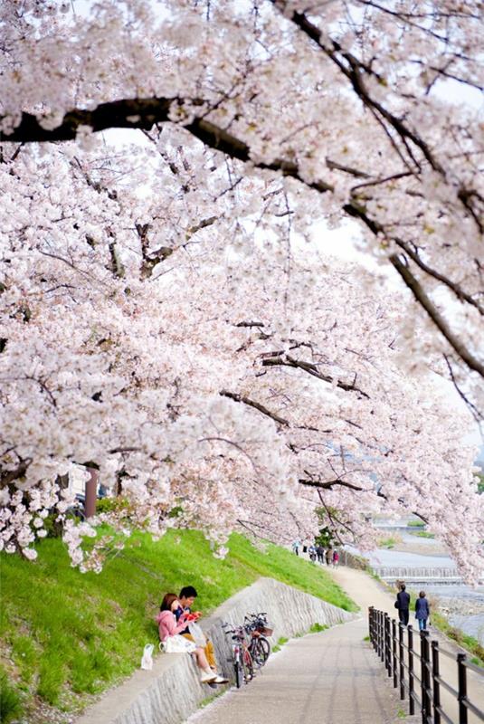 kyoto-japan-world-park