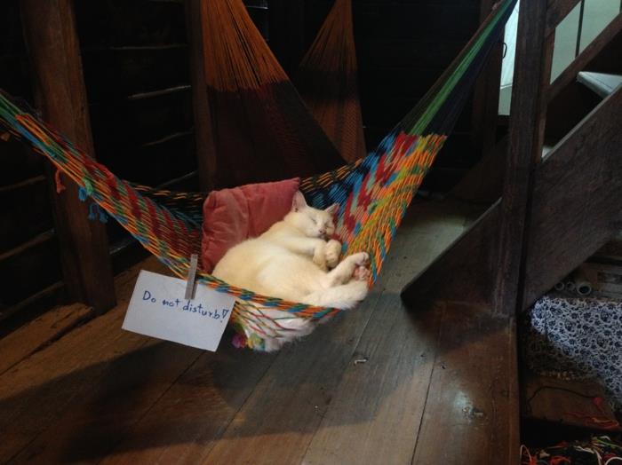 katės-medžio-hamakas-katės lova-pigus-hamakas-kačių medis-gaminiai-katėms-netrukdykite-atsipalaiduoti