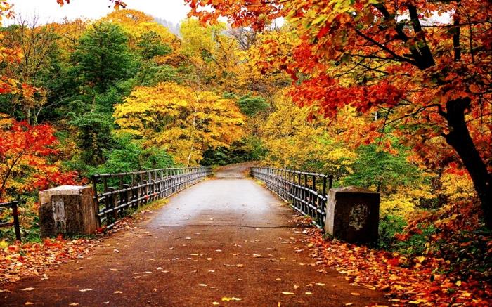 lepota narave-pokrajina-jesen-sezona-gozd-most