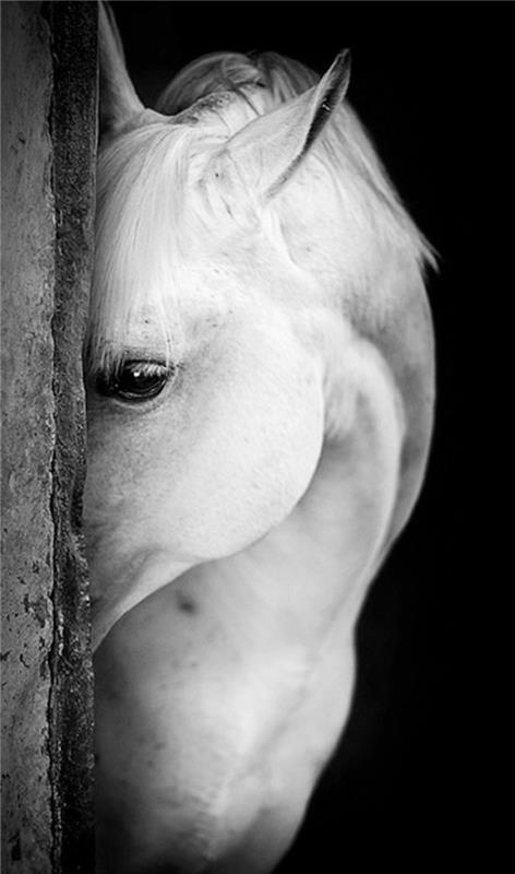 Ozadje belega konja, črno -bela fotografija za ozadje, črno -bela fotografija živali