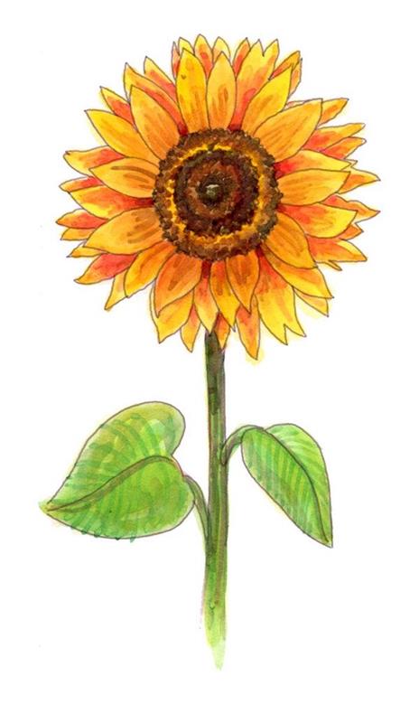 Vadnica o barvitem risanju sončnic korak za korakom naredi najlepšo risbo na svetu