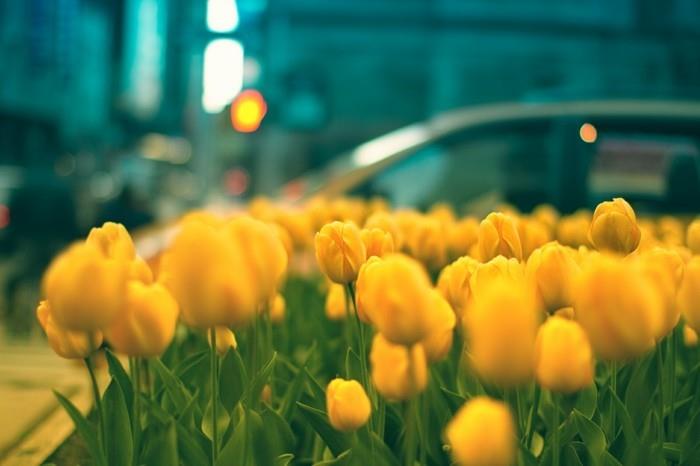 pavasario data-pavasaris-gėlės-graži-graži-geltona-tulpių-nuotrauka